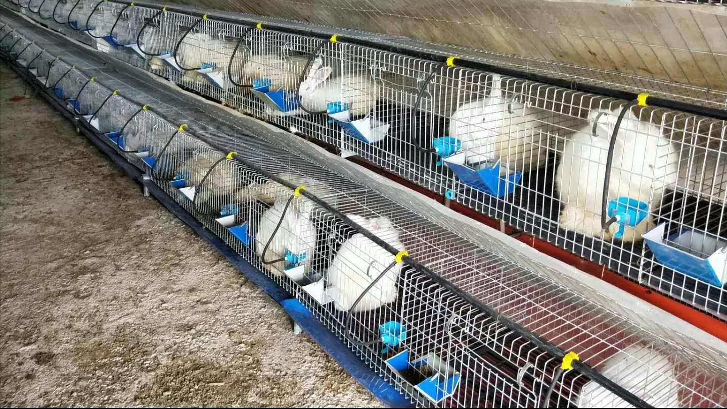 养殖肉兔都有哪些疾病,养兔的疾病治疗费用多少钱