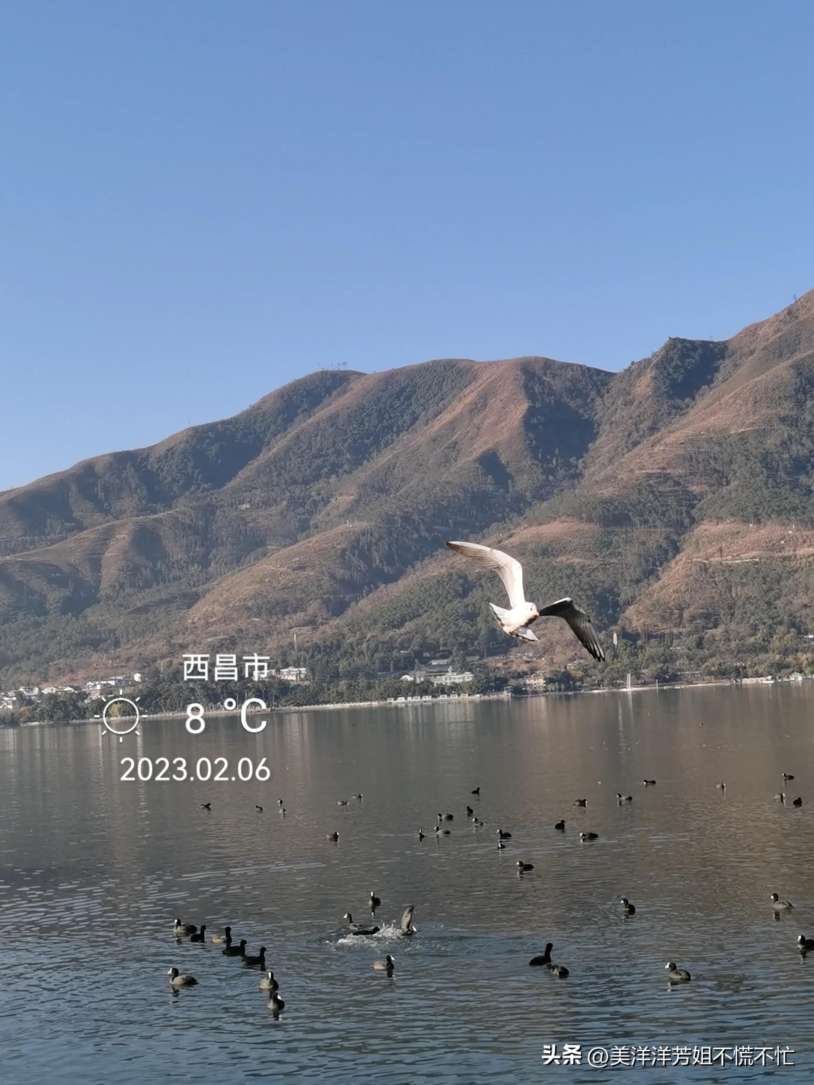 西昌邛海什么时候有海鸥,冬季去西昌邛海喂海鸥
