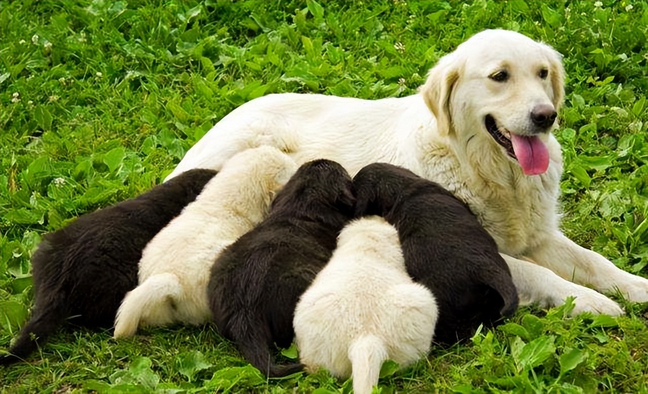 宠物狗怀孕做什么检查,宠物狗怀孕40多天了需要准备什么