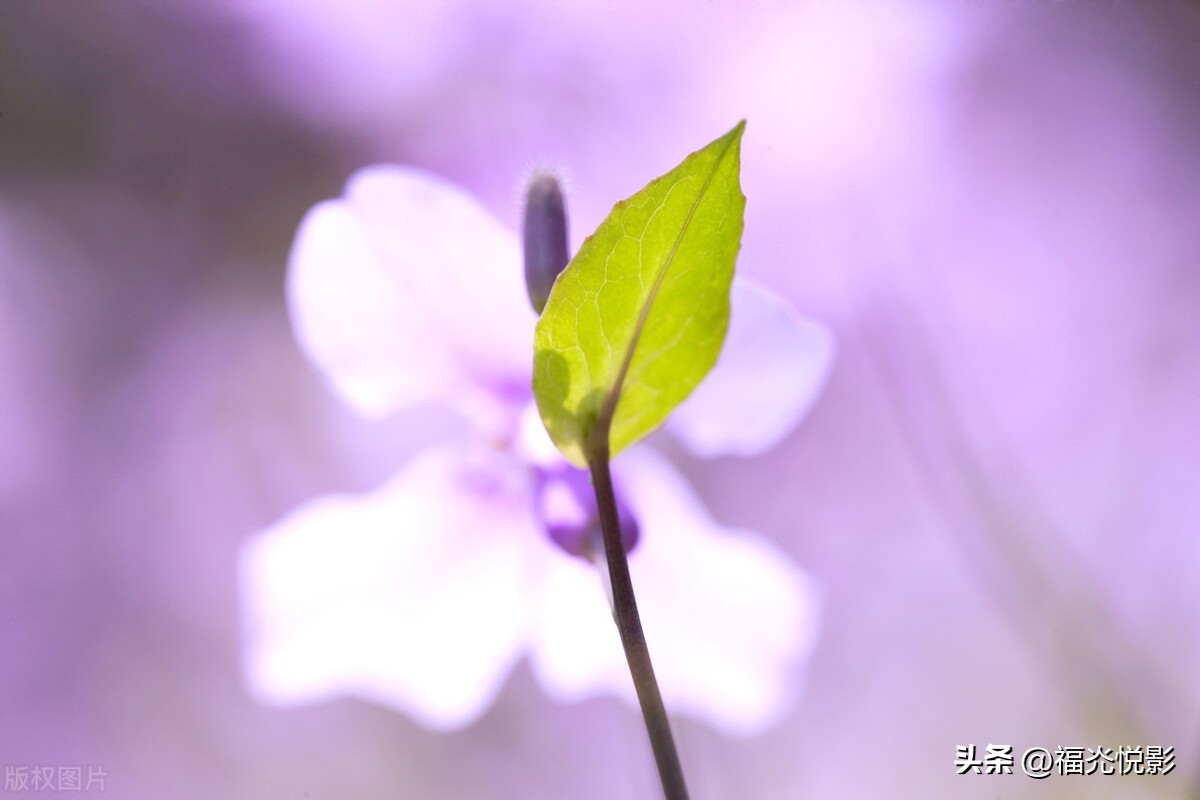 整理旧作：福灮悦影丁酉诗集（2017年）