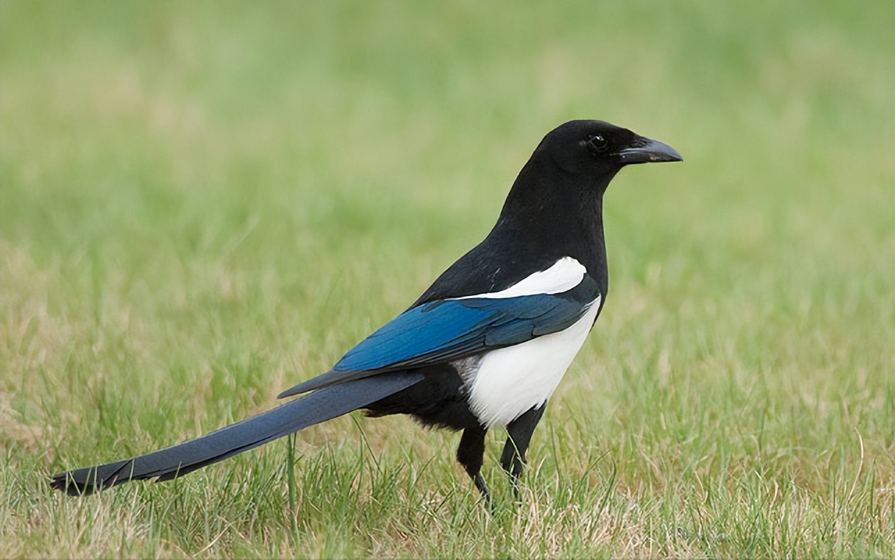 所有鸟图片大全大图,50张最佳鸟类摄影作品