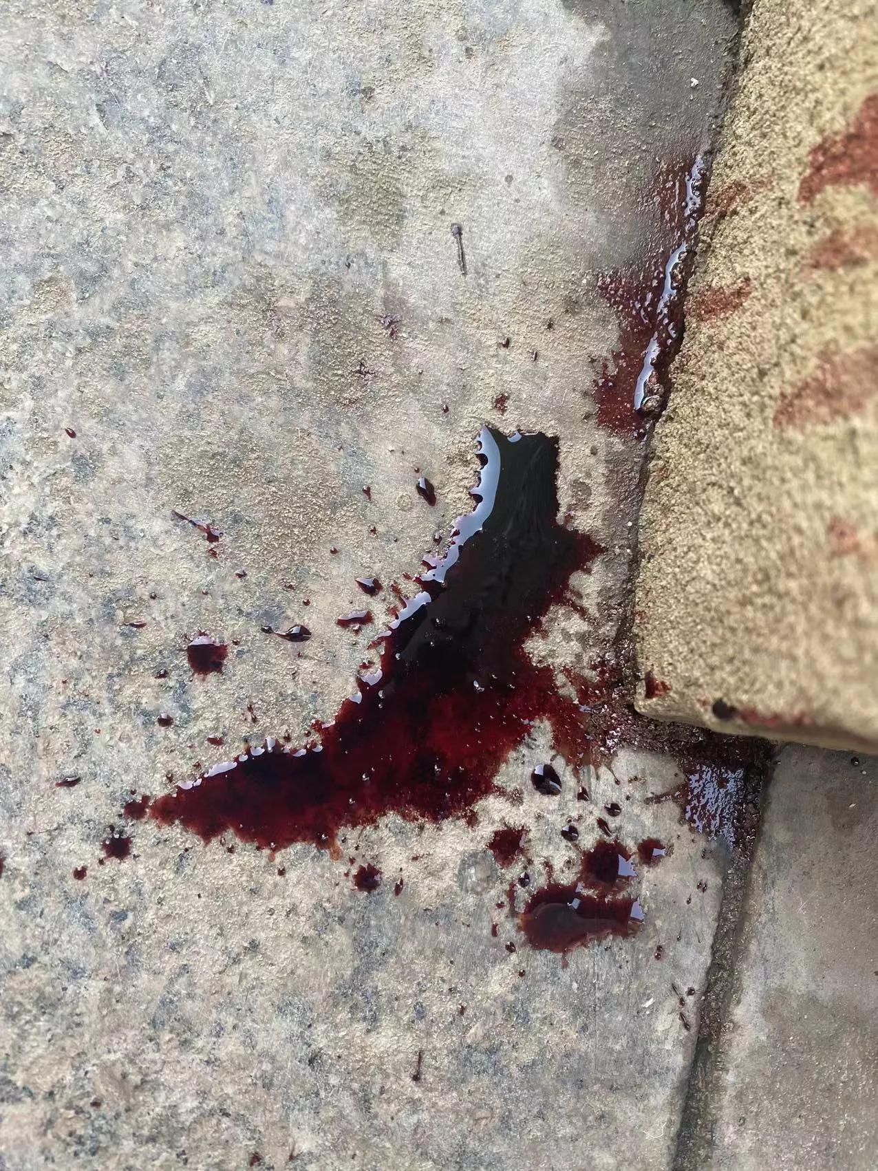 狗吃圆葱后尿血多久能恢复,狗吃大葱尿血能自己恢复吗