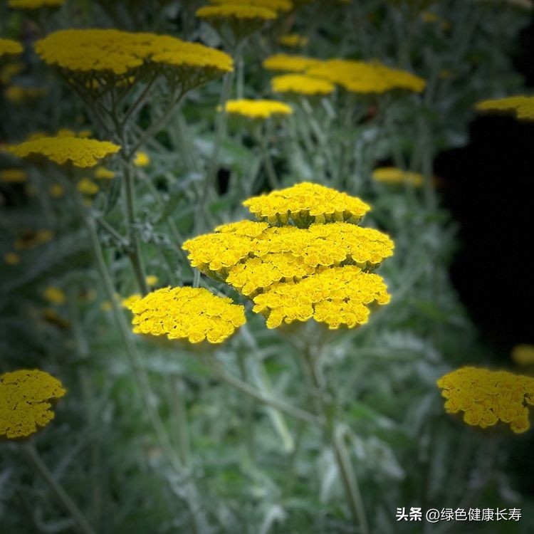 世界花园风景,世界花园