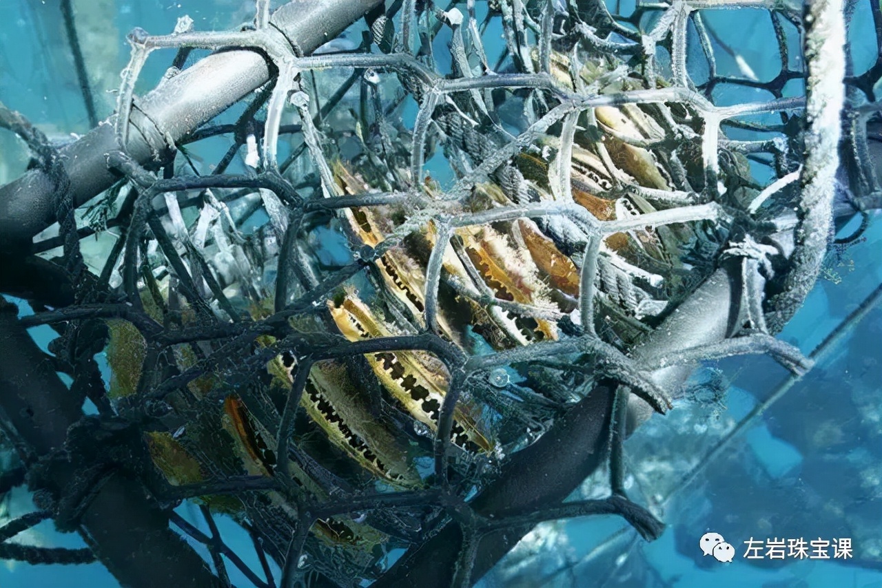 南洋金珠最经典的款式,南洋金珠的功效与作用