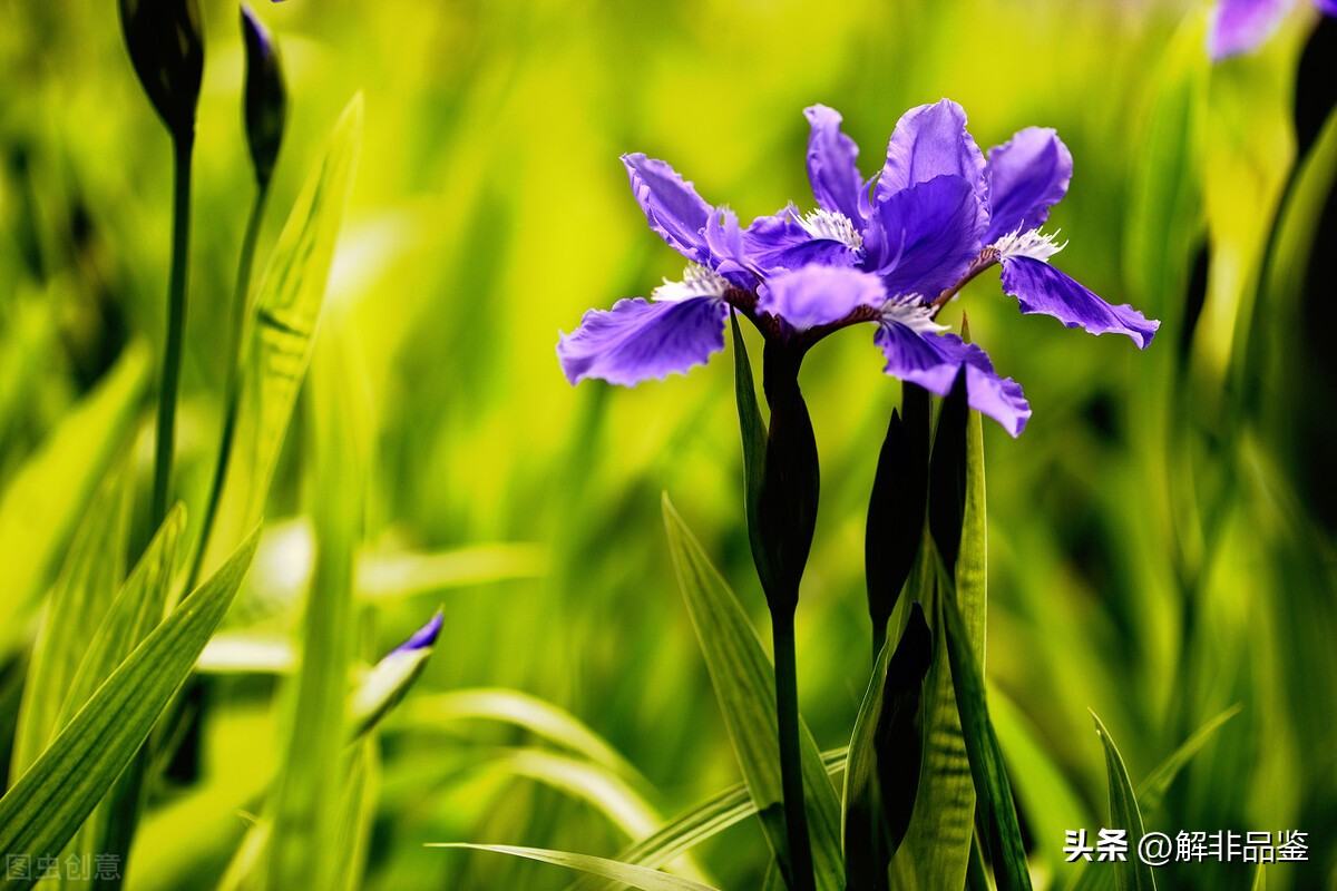 蓝色妖姬19朵代表什么,蓝色妖姬99朵代表什么