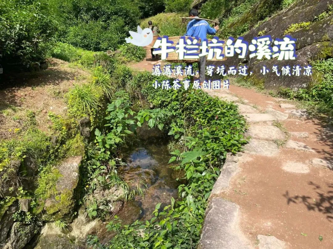 炭焙茶大红袍肉桂水仙,喝岩茶大红袍水仙肉桂