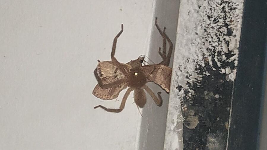 白额高脚蛛可以灭蟑螂吗,白额高脚蛛灭蟑螂靠谱吗