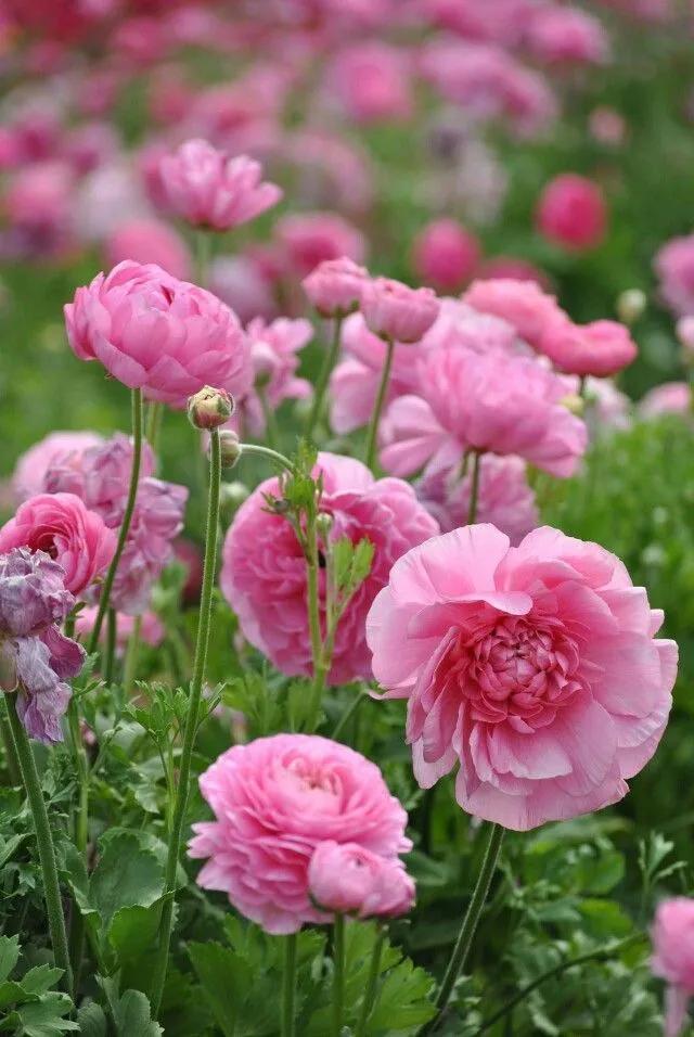 这二十幅极品花卉越看越醉,超好看又耐看的花卉图