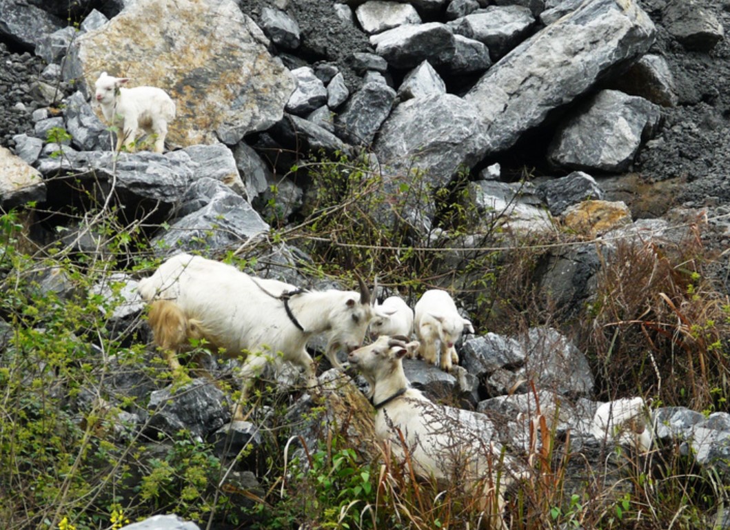 羊倌羊肉串多少钱,活羊现杀烤全羊利润