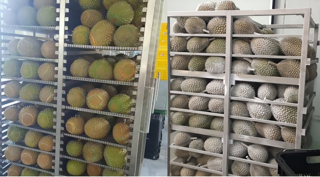 猫山王跟金枕榴莲哪种贵,猫山王榴莲跟骆驼榴莲哪个更贵