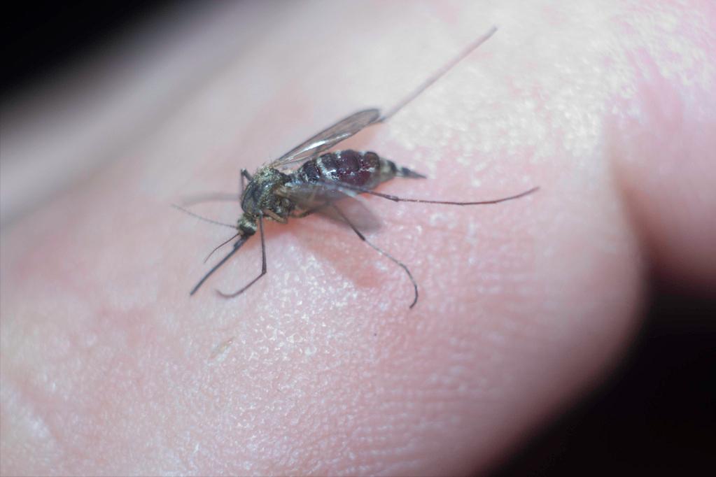 世界上活的寿命最长的动物是什么,动物兄弟之寿命超过100年的动物