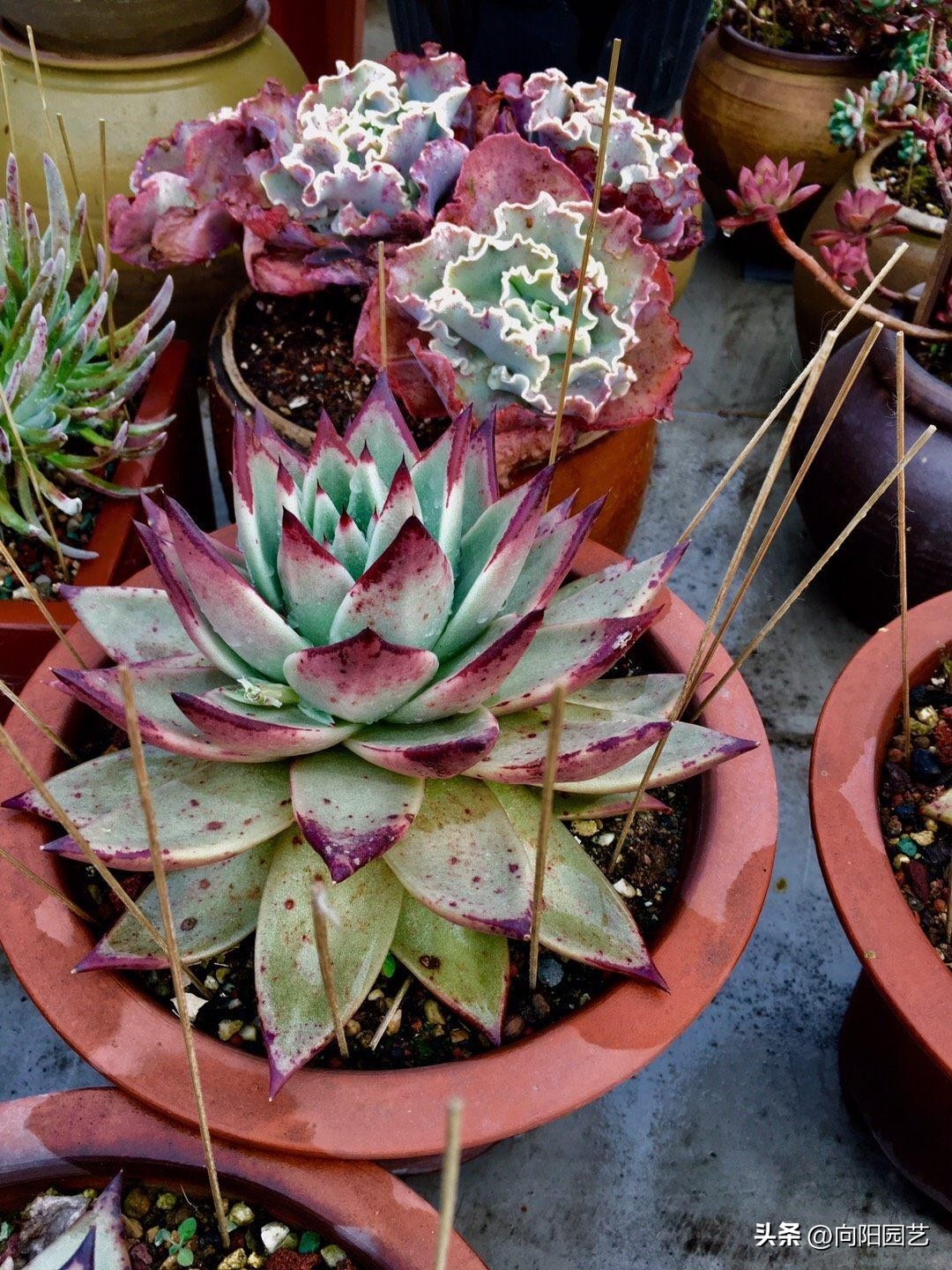多肉种植药剂,多肉驱虫药剂