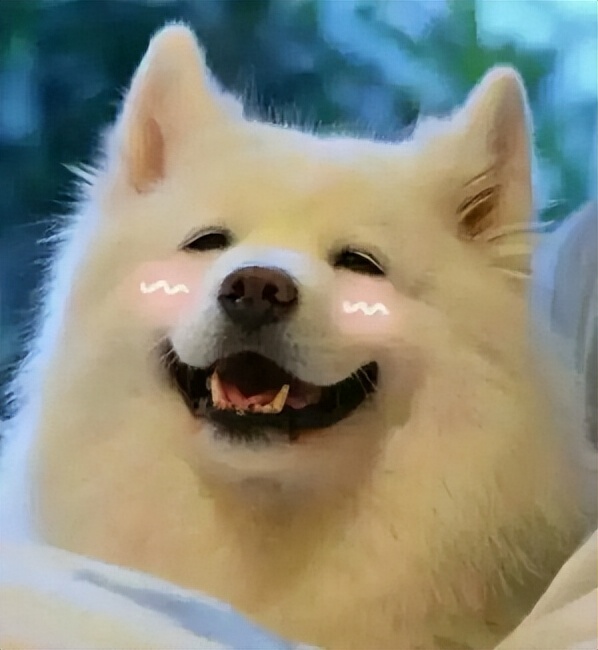 萨摩耶的优点和缺点黑色,萨摩耶的十大优点