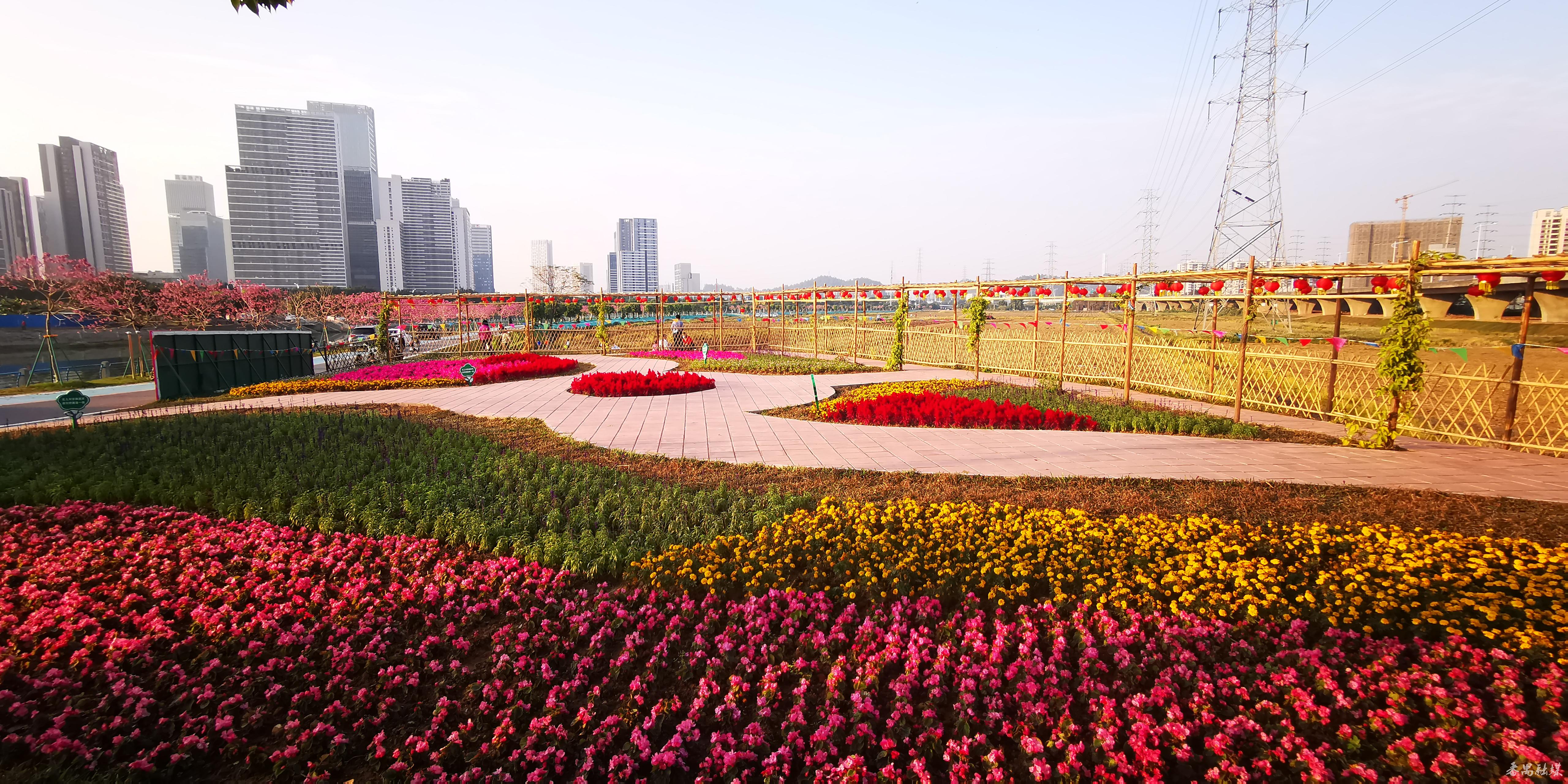 一脉碧水,两岸碧道!番禺钟村街胜石河周边美翻了