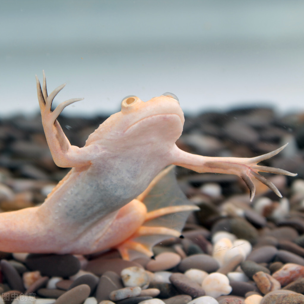 非洲爪蛙是一种大型扁平蛙，主要栖息在湖泊和河流的底部