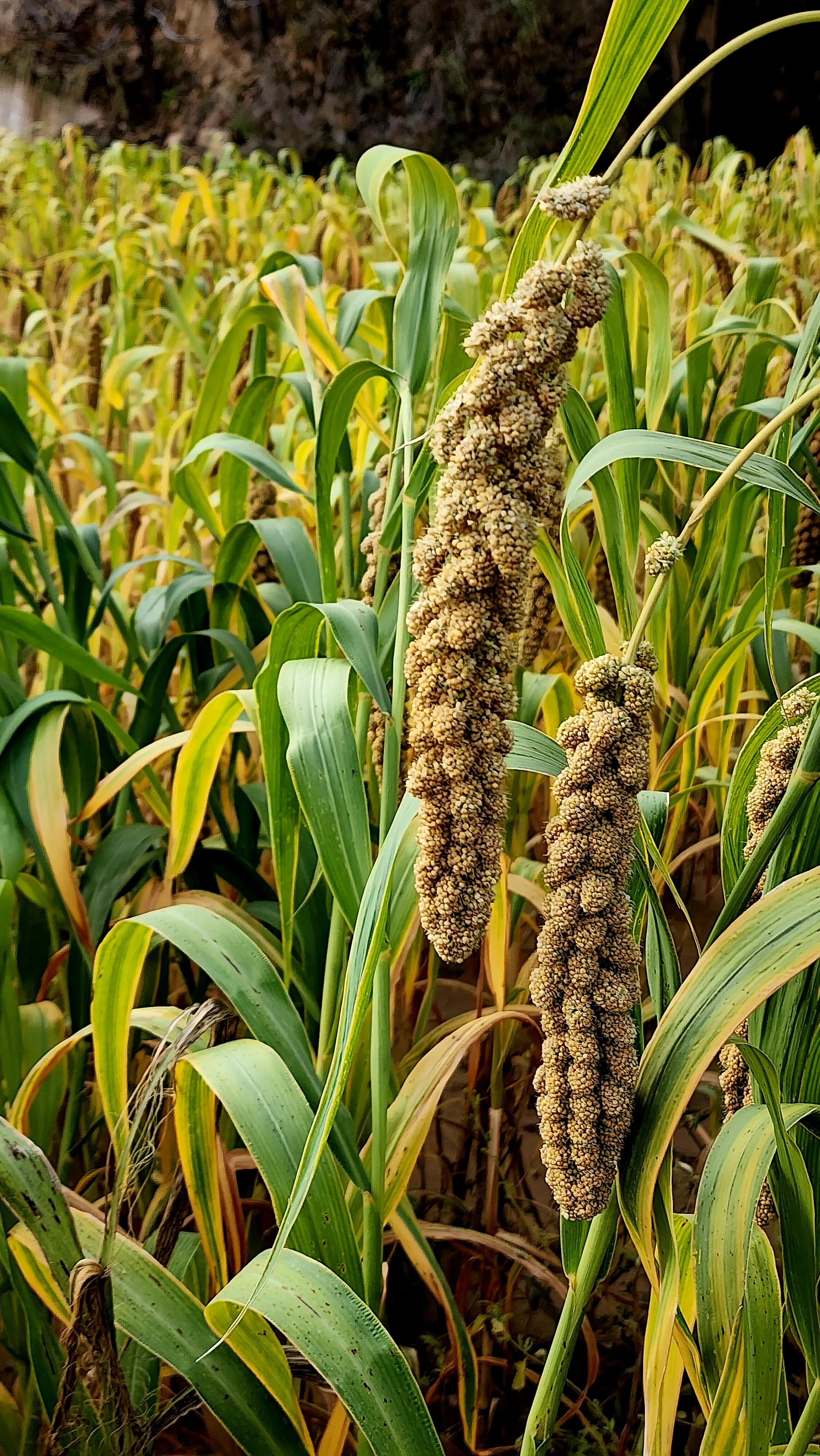 庄稼的风景视频,庄稼的风景