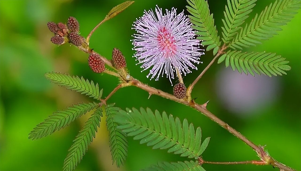为什么碰含羞草会让毛发脱落,有含羞草需要注意什么