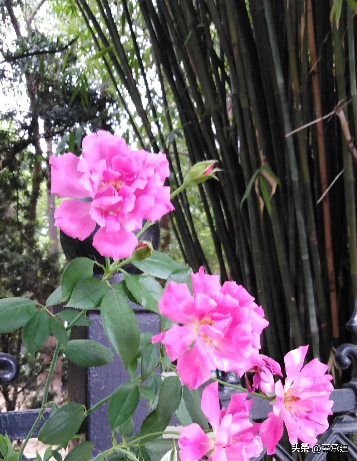 摄影用光简介,菜品摄影用光