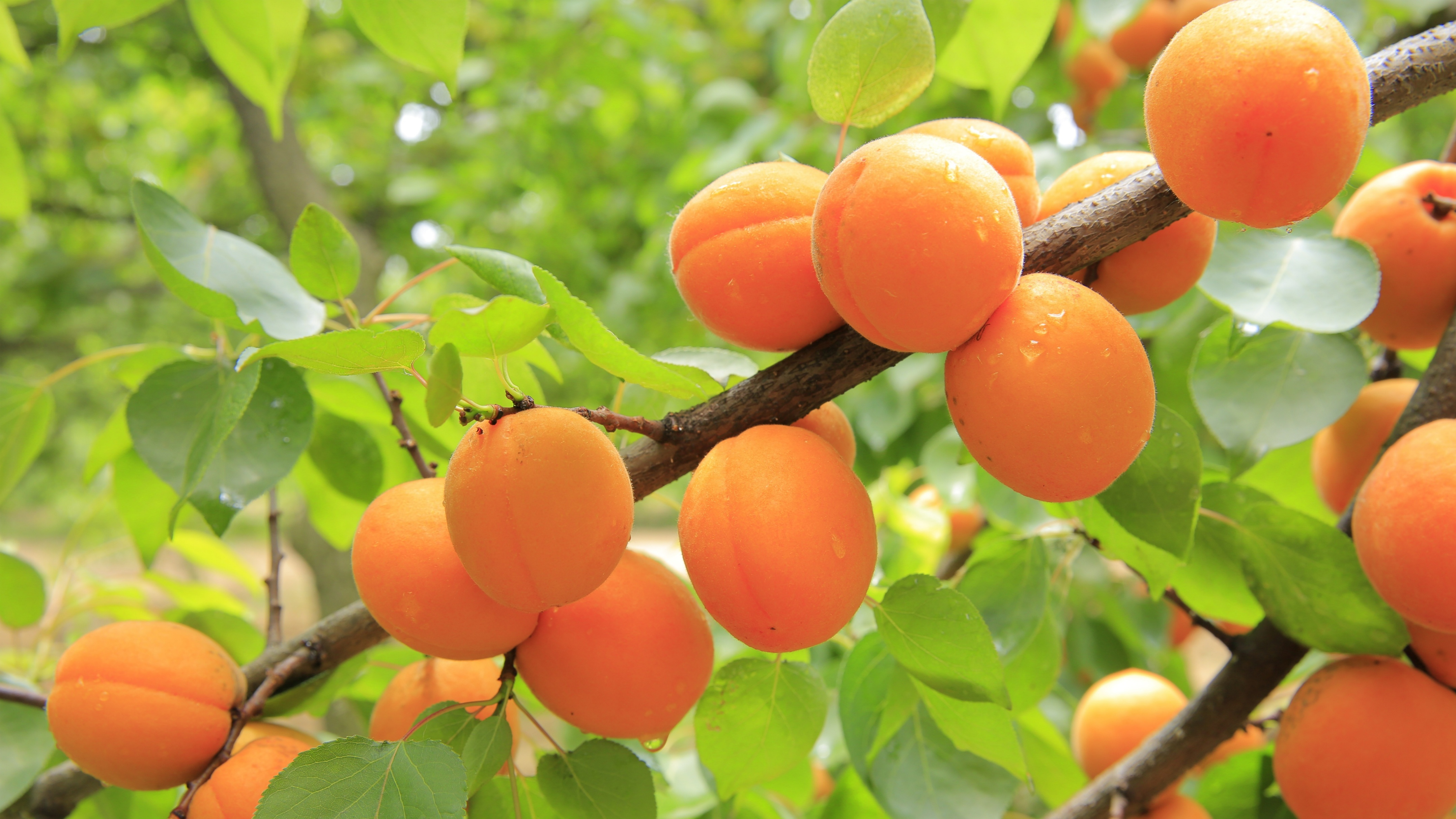 夏天吃哪些既清凉又健康水果,夏天到了这4种水果可多吃消暑