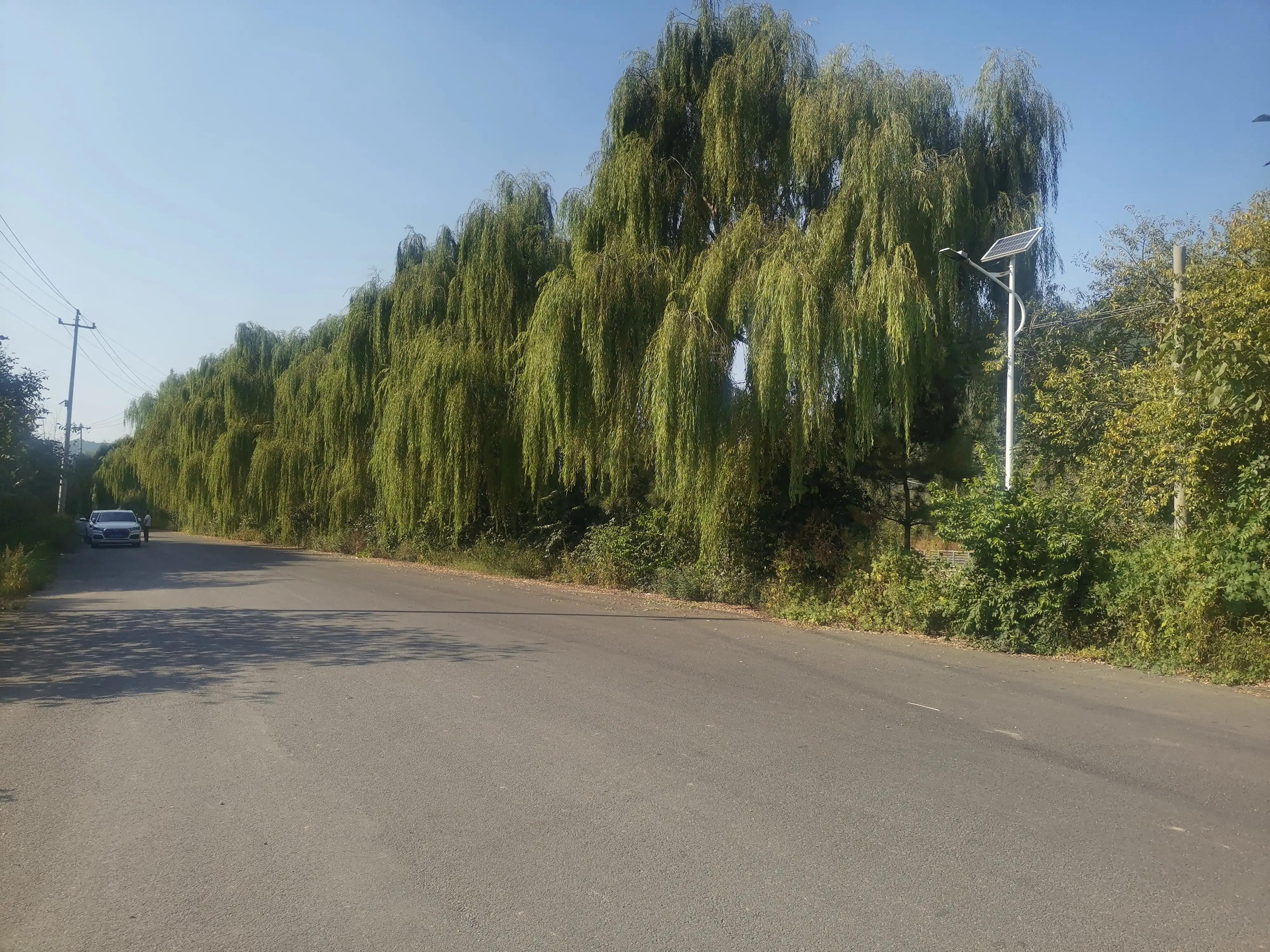 怎么预防手指化脓,大拇指预防甲沟炎的最佳方法