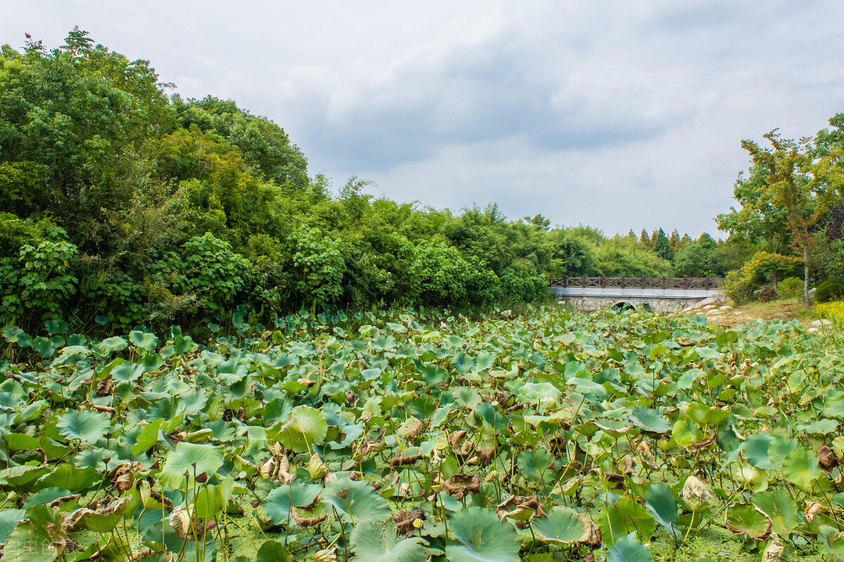 上海市区森林秘境,上海这些景区值得一去