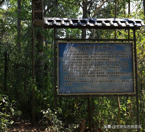 老茶客喜欢红茶吗,易武普洱生茶老茶的特点
