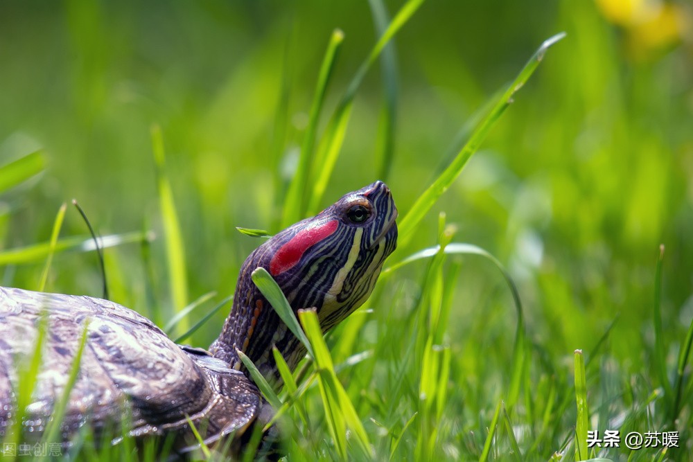 白眼乌龟怎么治疗,乌龟白眼怎么治用什么药物