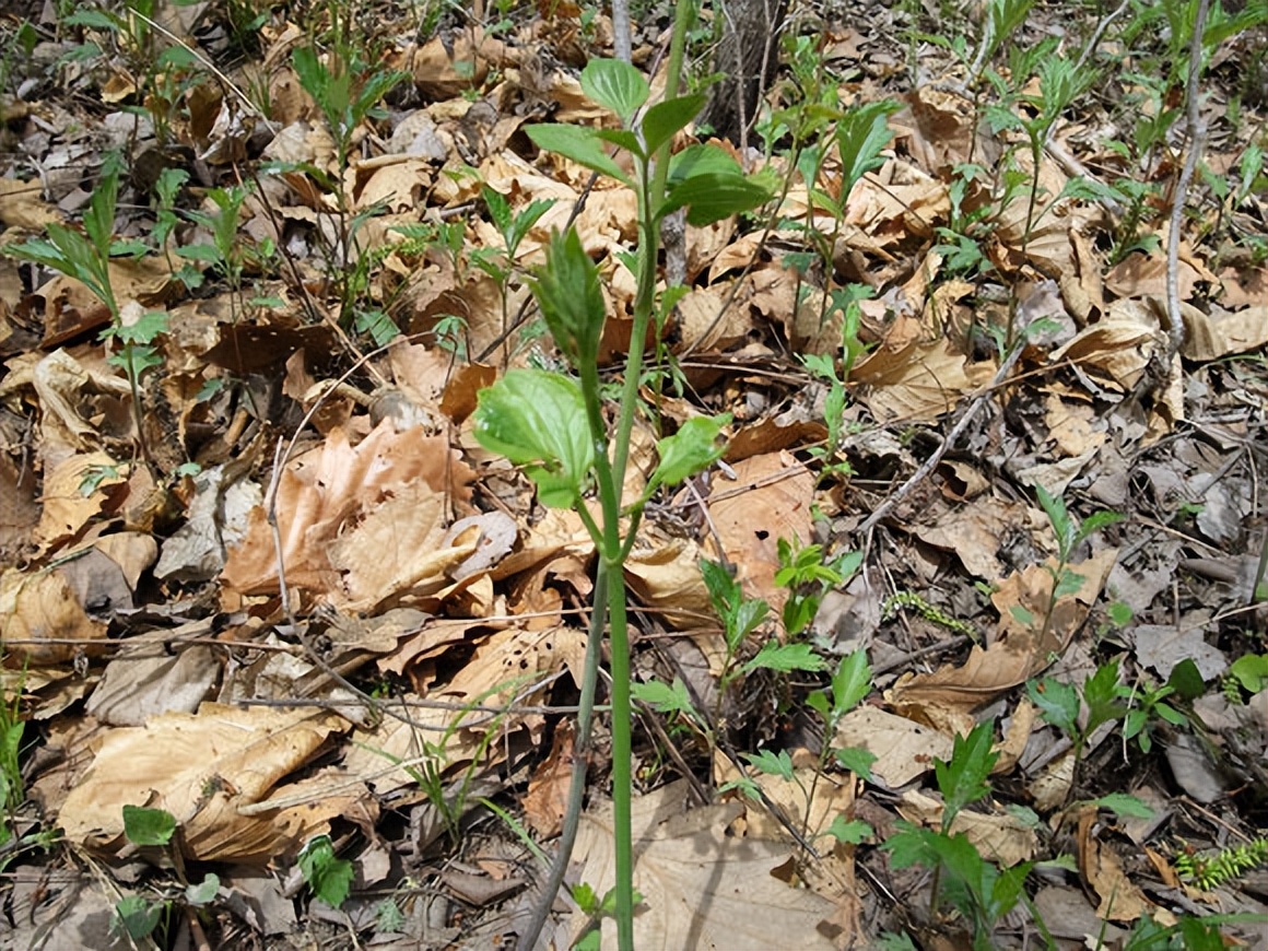 春天挖野菜图片大全,最全野菜图集63种野菜大图鉴