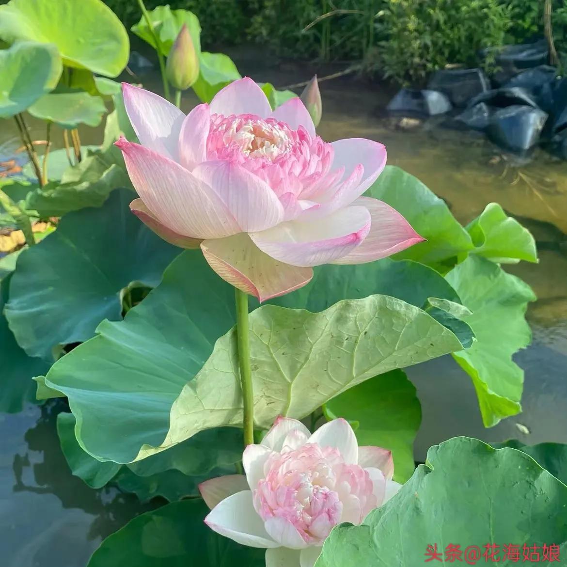 感觉自己好累好累的句子,感觉自己每天都好累好累