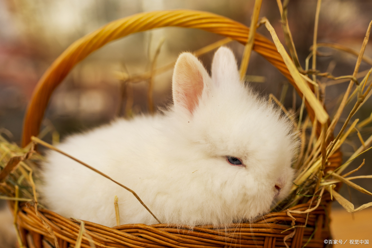 兔子不能洗澡怎么回事,兔子不能洗澡用什么清理