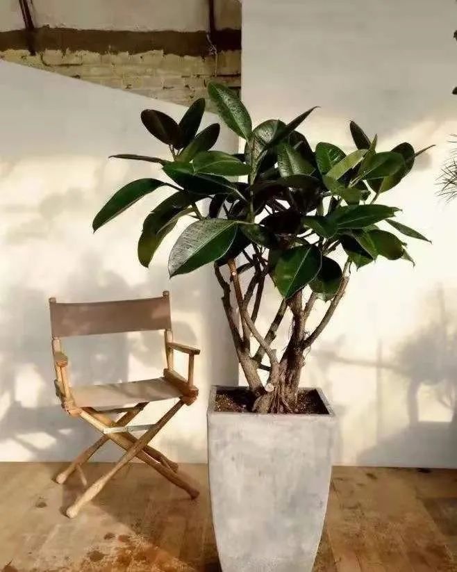 净化空气吸甲醛最好的植物排名,哪些植物对猫咪无毒又能吸附甲醛