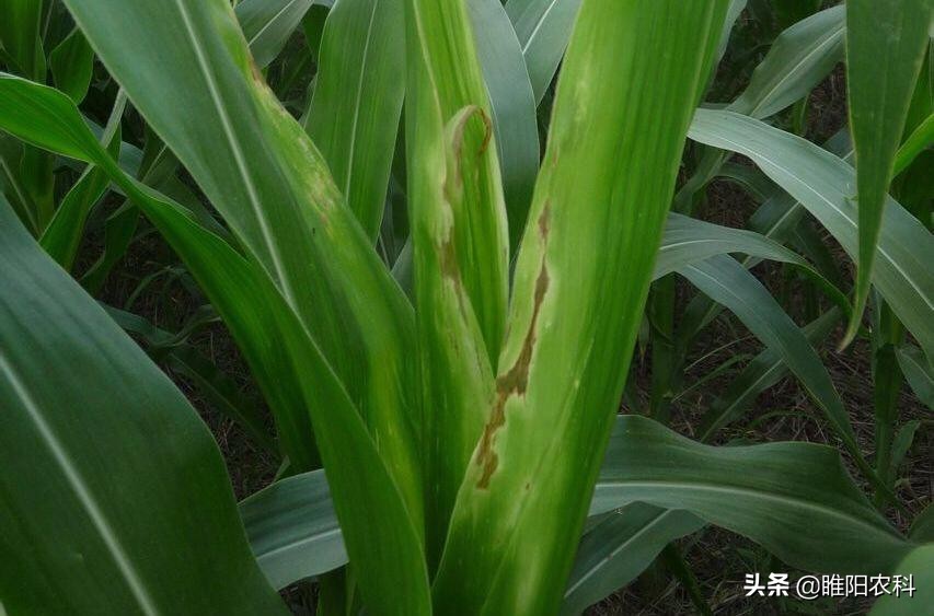 玉米苗烂心是什么原因导致,玉米烂棵是怎么回事