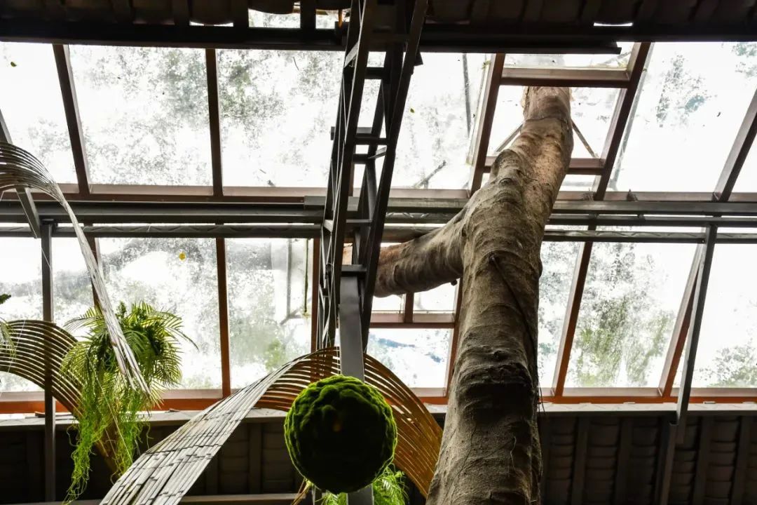 春节来光明“桥”见1958，寻找光明记忆