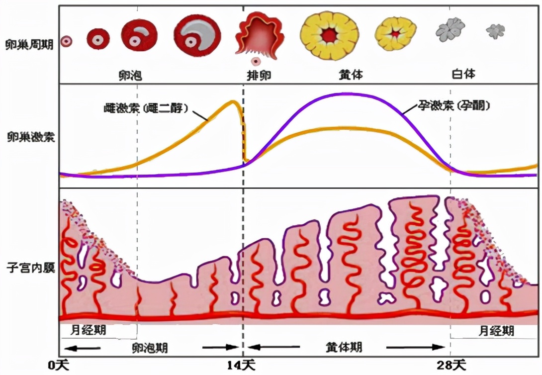 怕她不来又怕她乱来的文案,怕她不来又怕她乱来出处