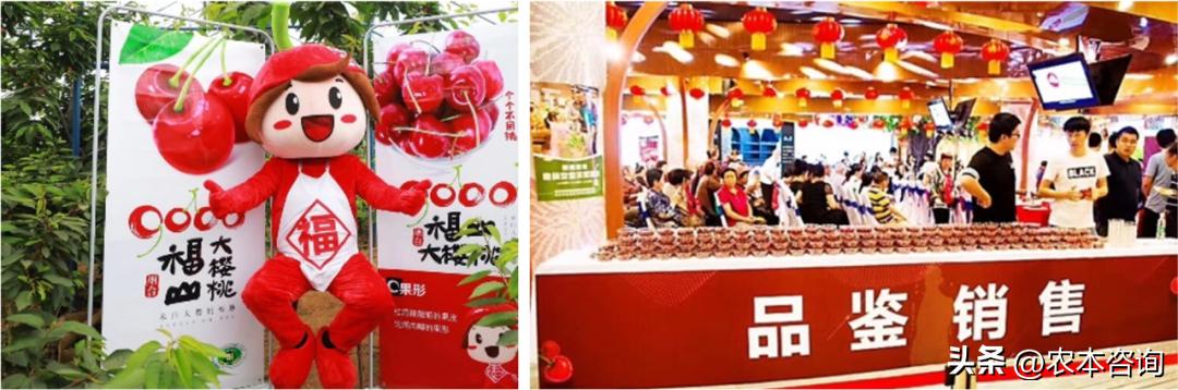 福山樱桃排名第一,山东福山大樱桃