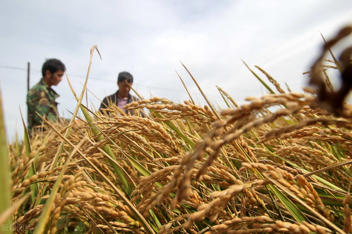 最新农民政策消息,农民政策新动向2024