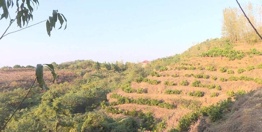 独守荒山17载，倔强姐与土鸡为伴