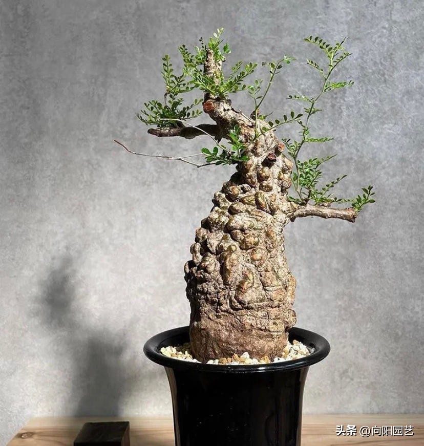 块根多肉有哪些品种,常见的块根多肉有哪些品种