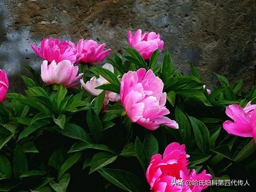 卵巢功能早衰怎么治疗和锻炼,卵巢早衰怎么保养才能恢复最快