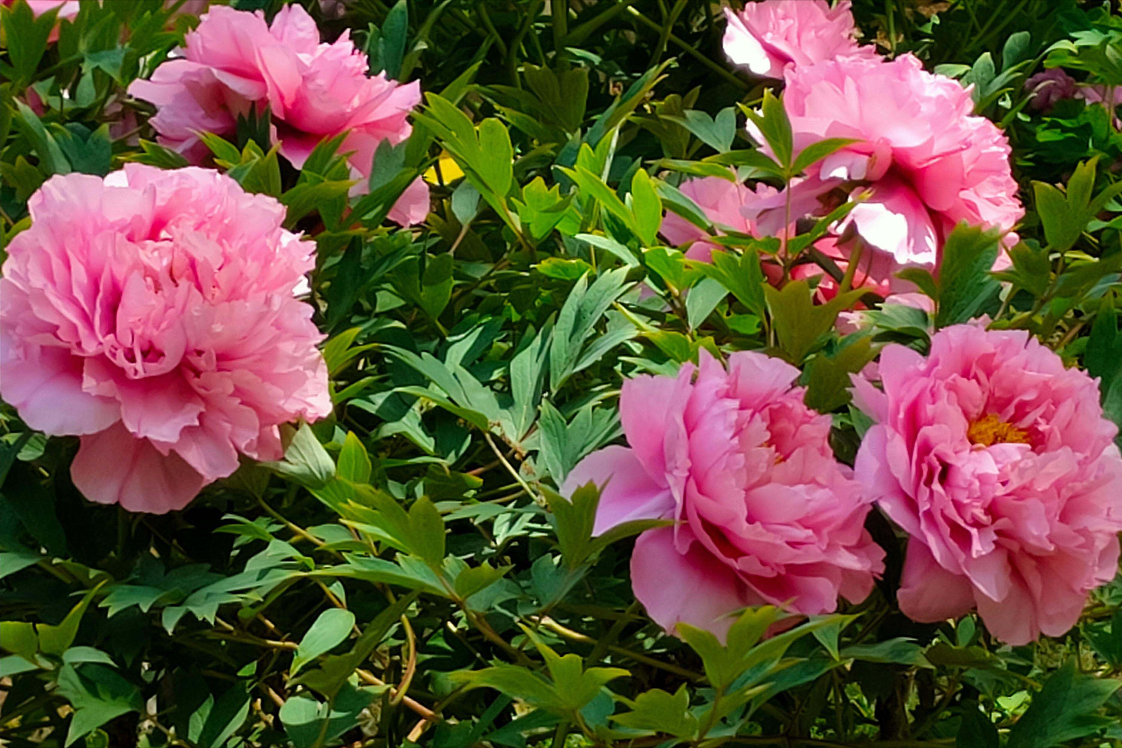 寓意吉祥的花镇宅最吉利的三种花,4种镇宅花家里养一棵霸气又镇宅
