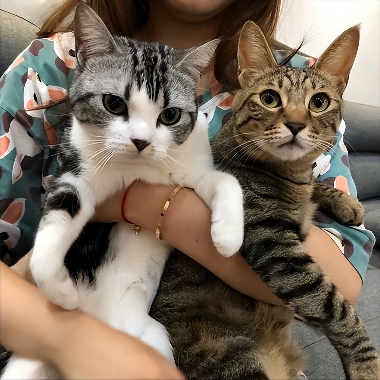 为什么宠物猫没有土猫好养,宠物猫为什么没有家猫好养呢