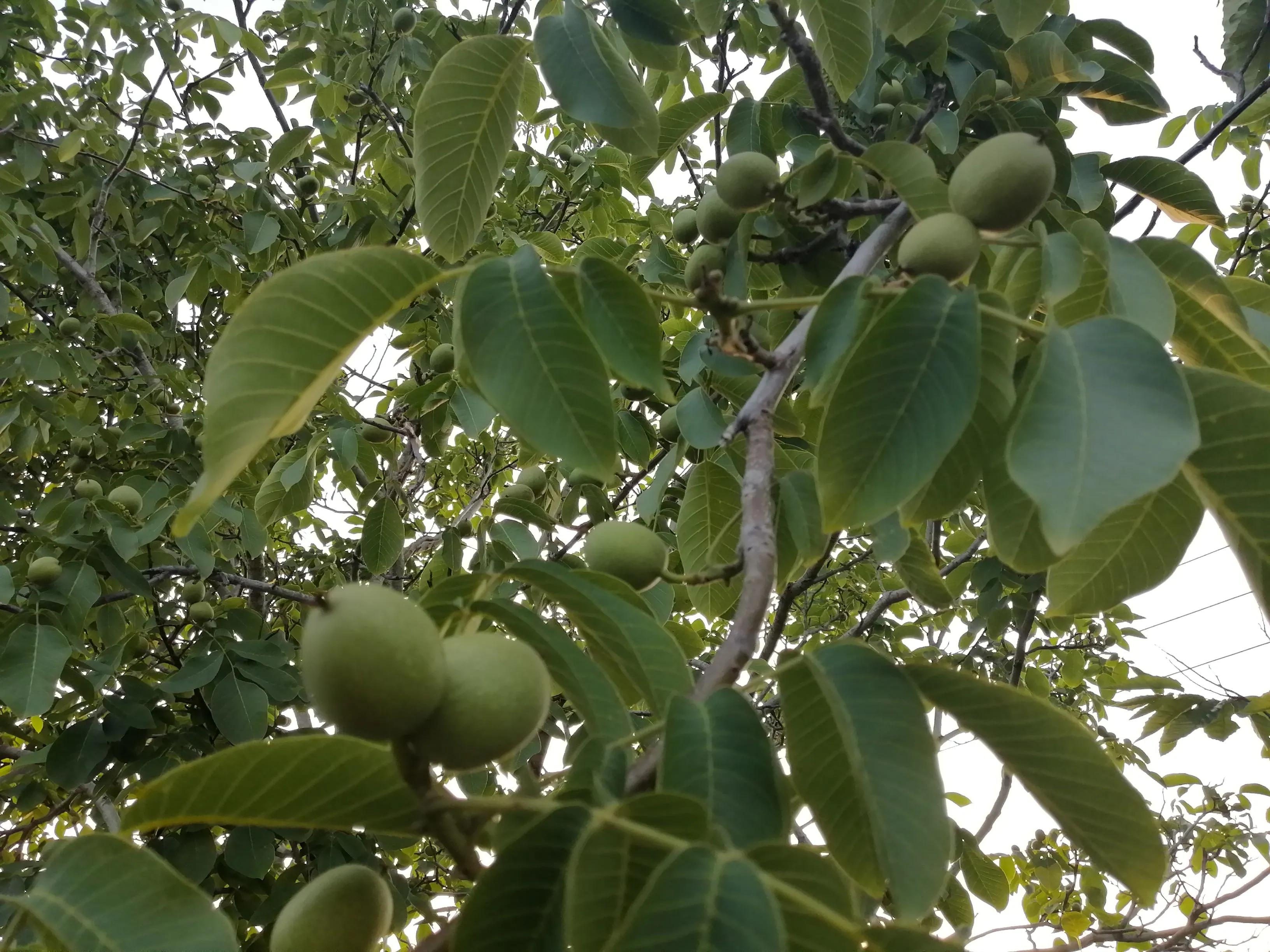 傍晚的乡村,傍晚的乡村如诗如画