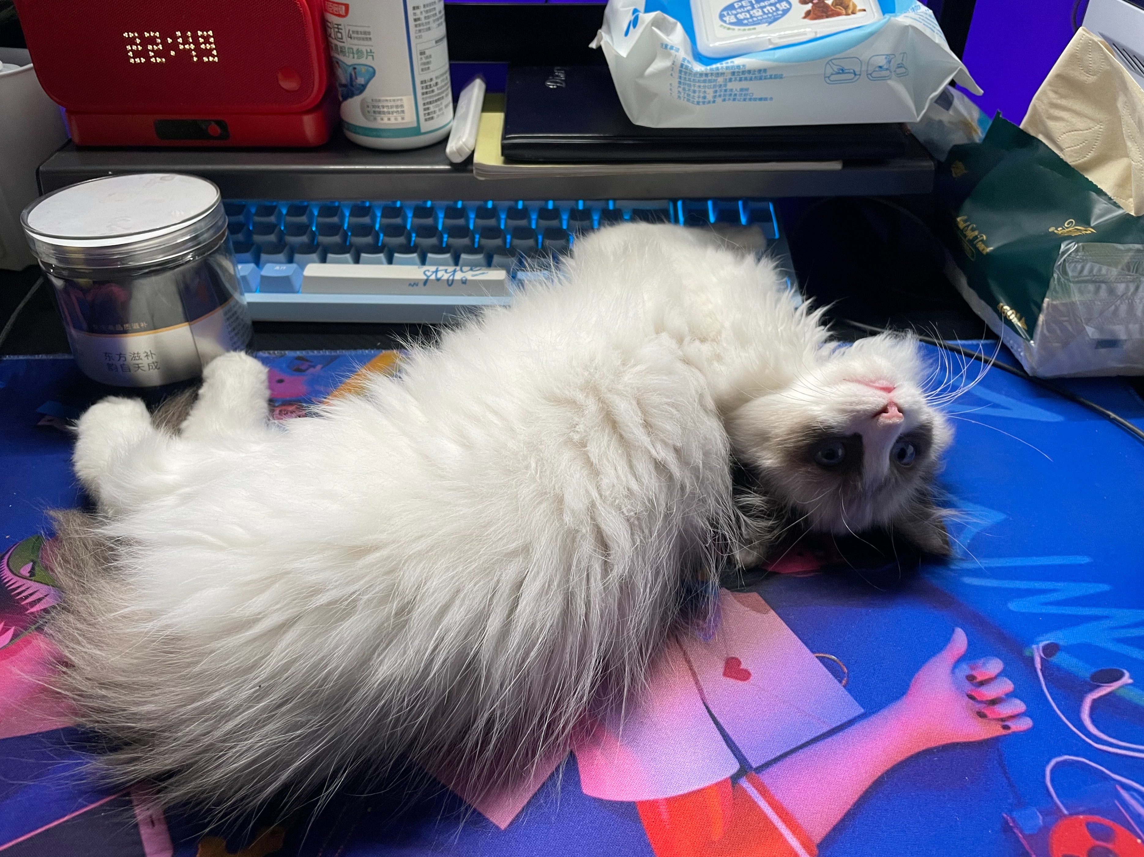 猫粮自制做法大全图解,猫粮怎么做自制手工