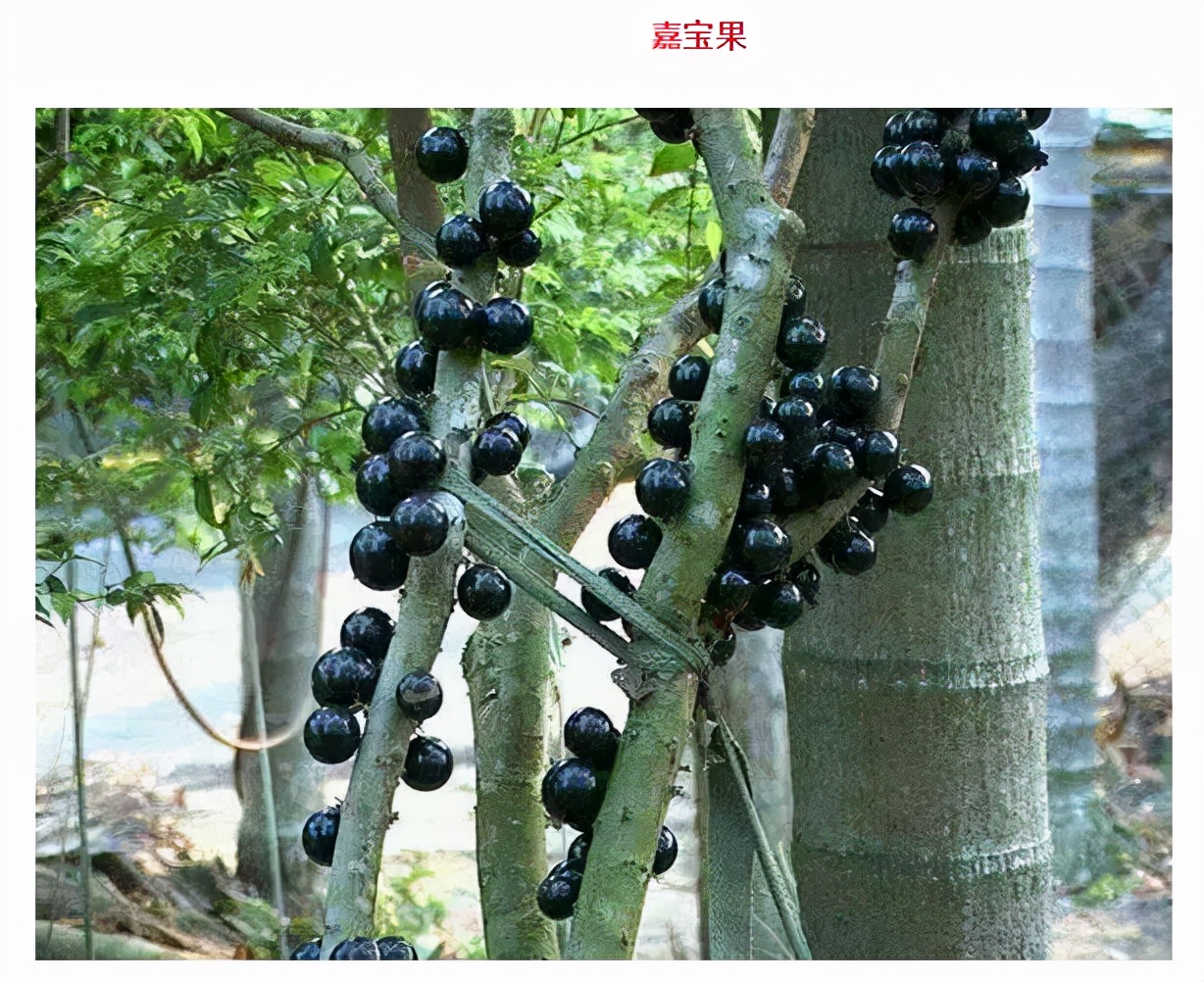 世界最好吃的水果十大排行,世界最营养又好吃的水果有哪些