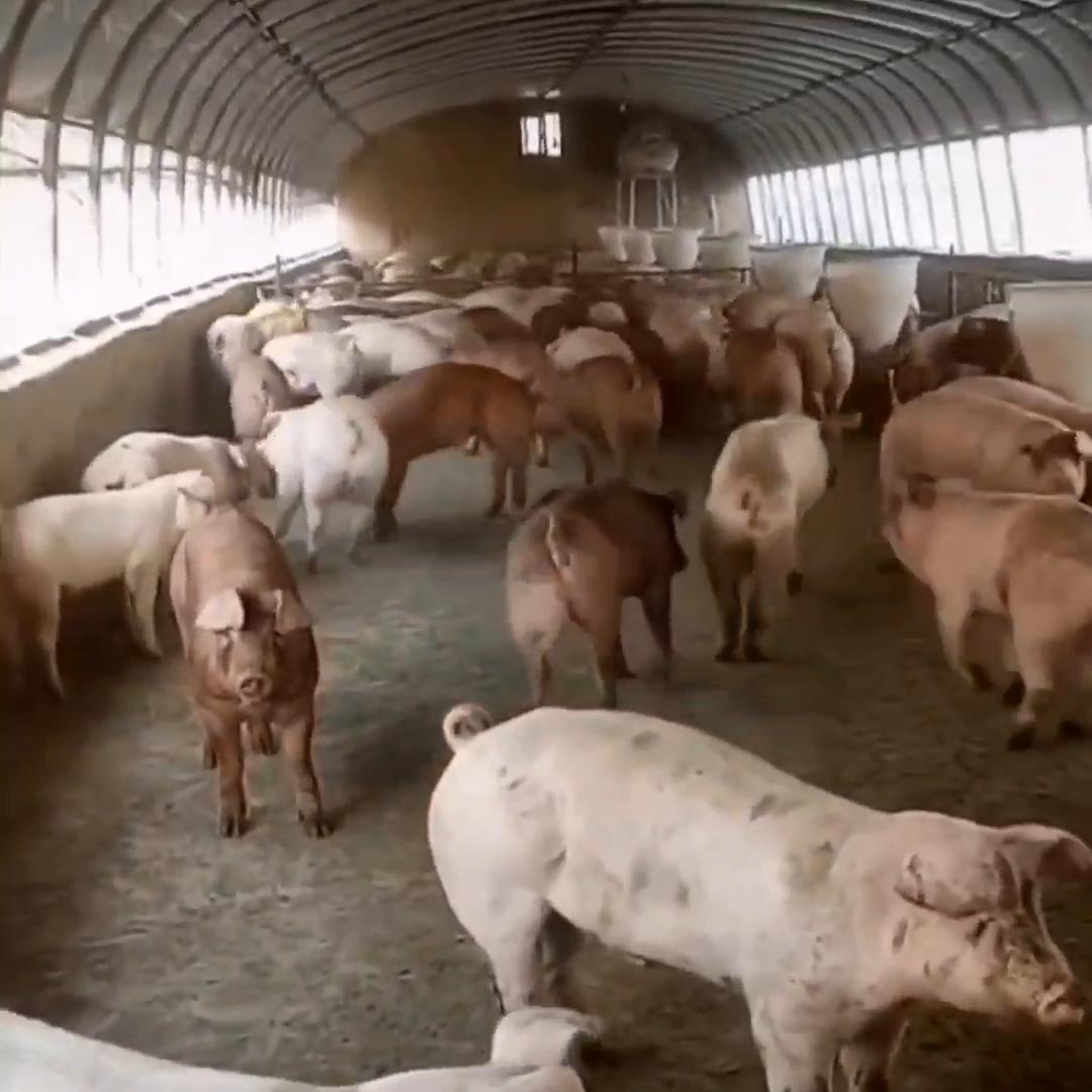 西北养殖业什么前景最好,西北免费养殖网官网