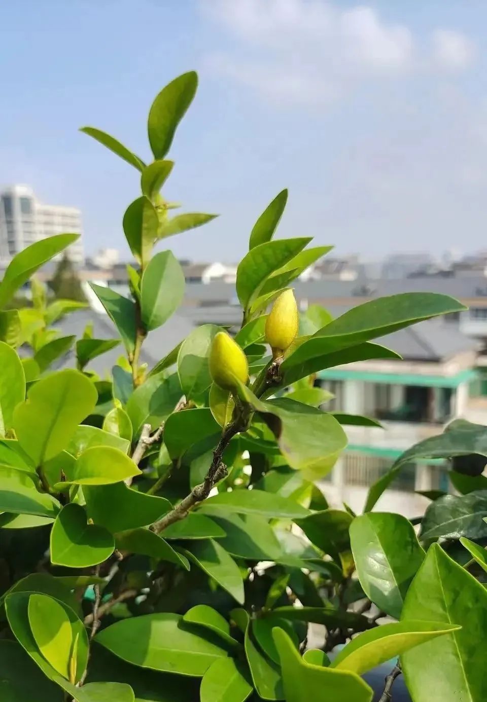 增湿除甲醛绿植,除甲醛好养的绿植有哪些