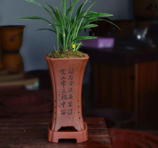 养兰仿紫砂专用塑料盆,紫砂兰适合哪种花盆