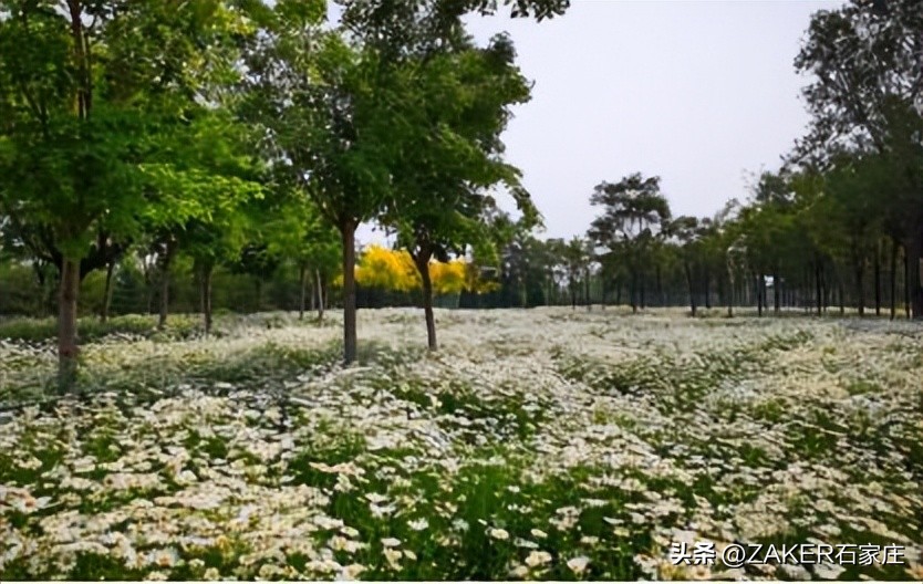 石家庄早新闻,早新闻完整内容