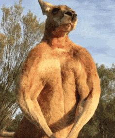 澳洲公袋鼠,澳洲的公袋鼠