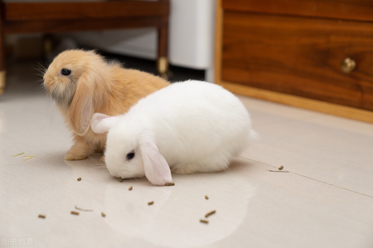 兔子总打喷嚏用什么药,兔子打喷嚏的治疗方法